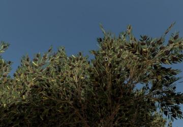 Olive Tree version 1.0.0.0 for Farming Simulator 2022